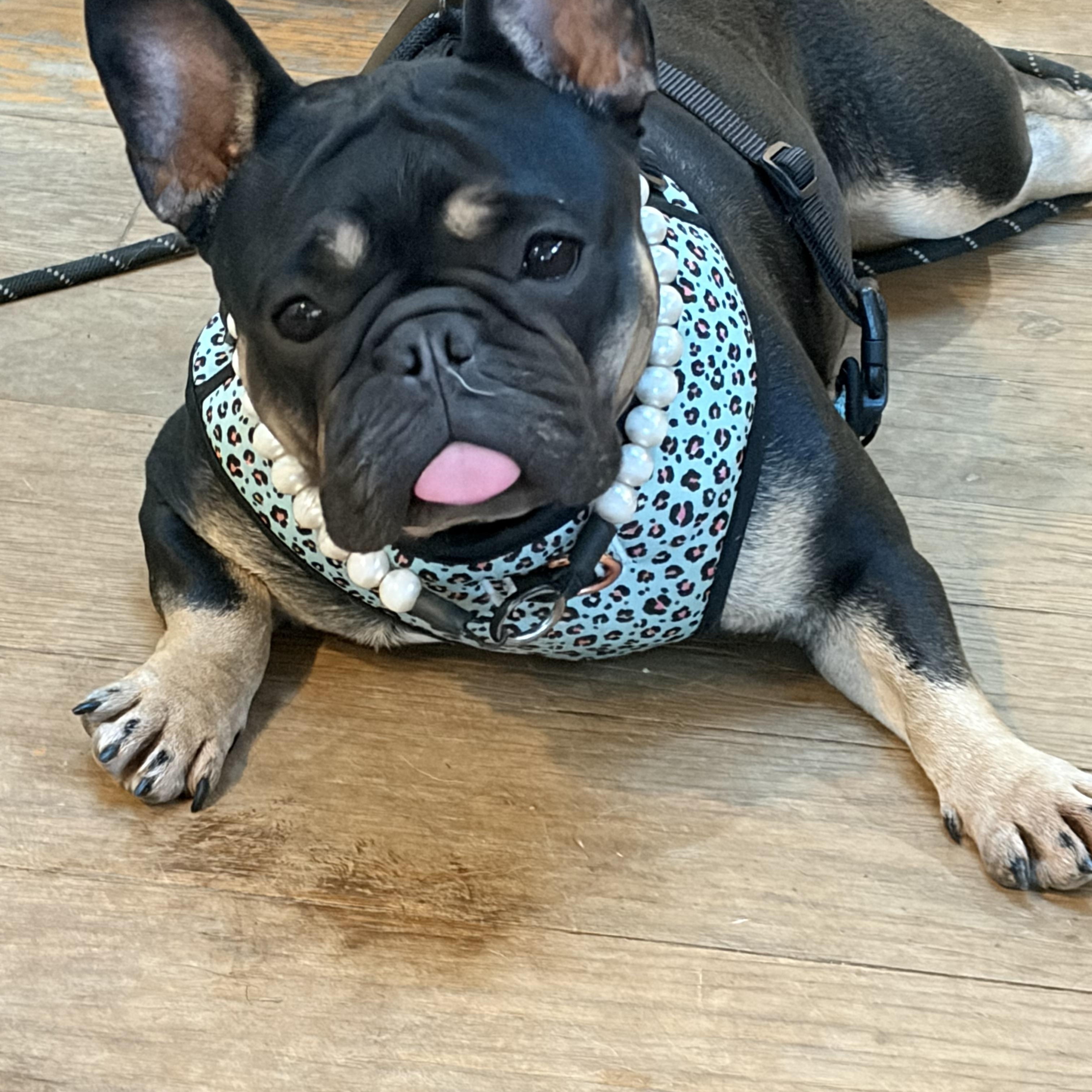 Enlarge Pippa, a Adoptable French Bulldog in Warrenton, VA image 2/6