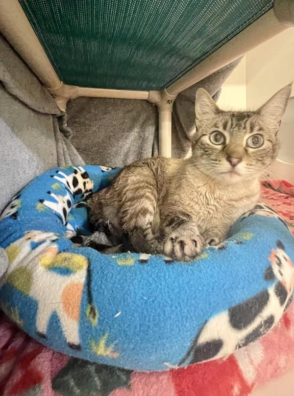 Sparkle, Adoptable, Adult Female Domestic Short Hair.