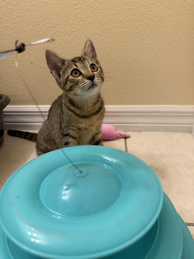Isabel (Isa), Adoptable, Kitten Female Tabby.