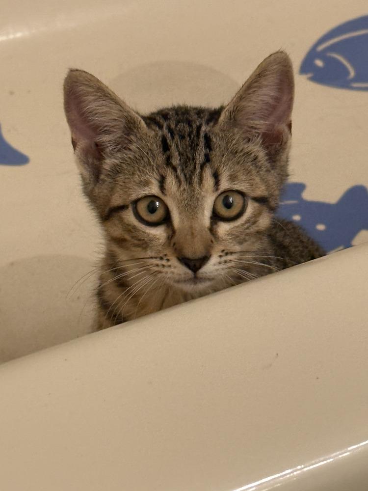 Enlarge Isabel (Isa), a Adoptable Tabby in Fern Park, FL image 2/6