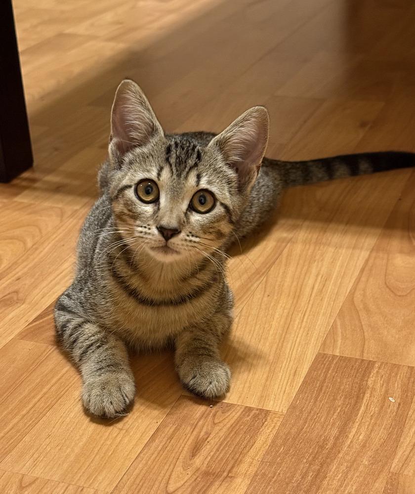 Enlarge Isabel (Isa), a Adoptable Tabby in Fern Park, FL image 3/6
