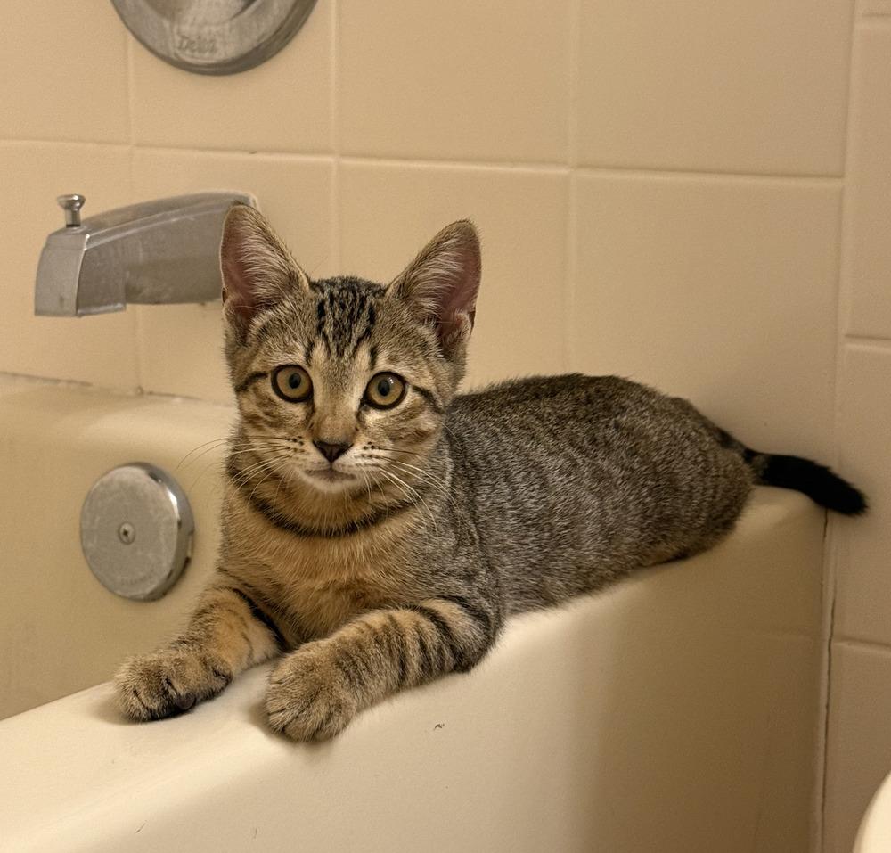 Enlarge Isabel (Isa), a Adoptable Tabby in Fern Park, FL image 4/6