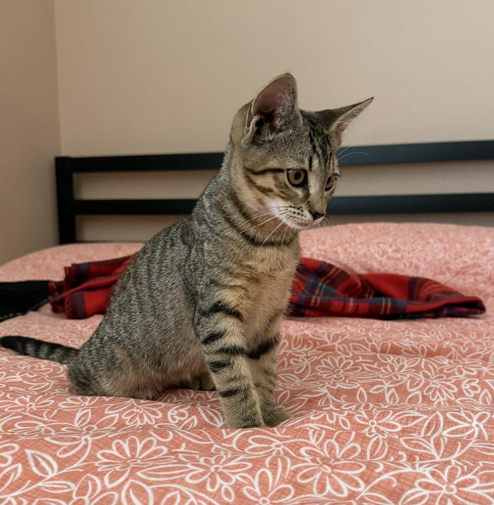 Enlarge Isabel (Isa), a Adoptable Tabby in Fern Park, FL image 5/6