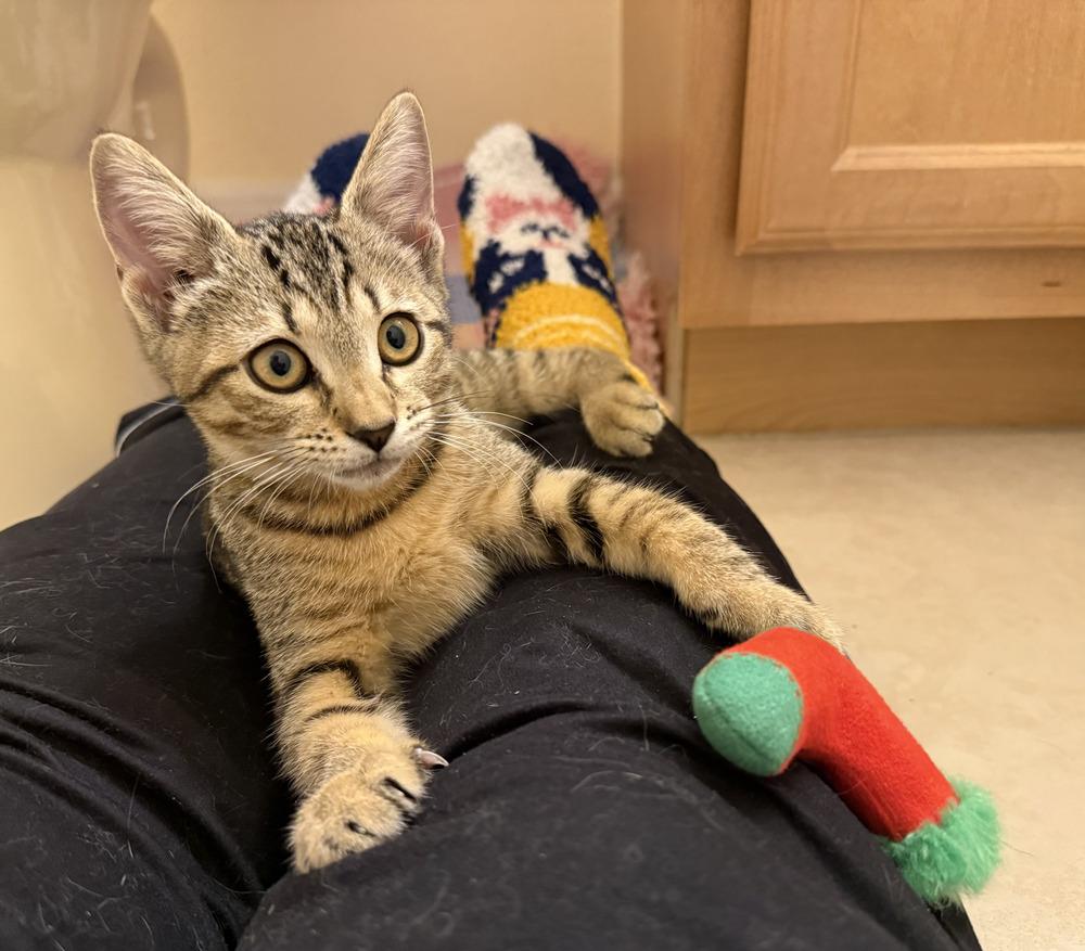 Enlarge Isabel (Isa), a Adoptable Tabby in Fern Park, FL image 6/6