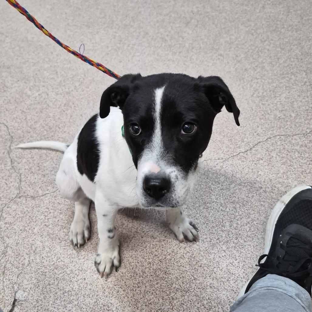 Wink, Adoptable, Young Male Mixed Breed.