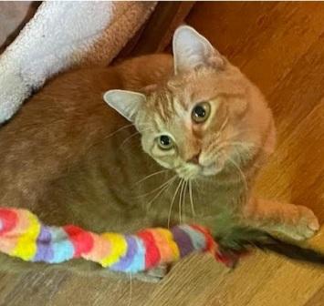 Enlarge Jackson, a Adoptable Domestic Short Hair in West Milton, OH image 1/2