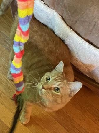 Enlarge Jackson, a Adoptable Domestic Short Hair in West Milton, OH image 2/2