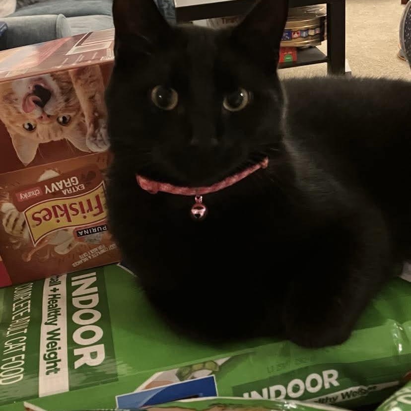 Eclipse, a Adoptable Domestic Short Hair in Gladstone, OR image 4/6