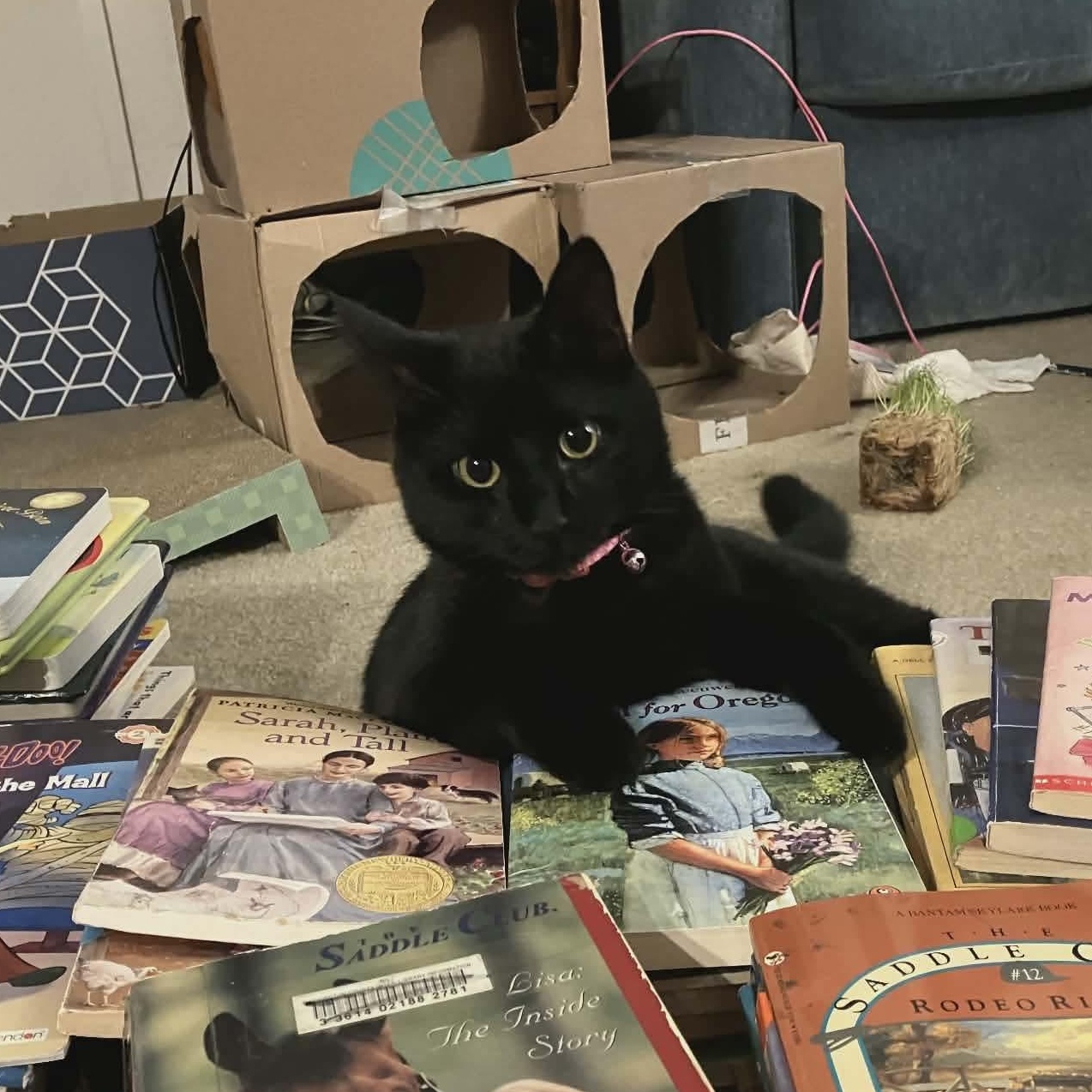 Eclipse, Adoptable, Young Female Domestic Short Hair.