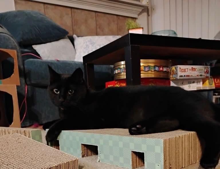 Eclipse, a Adoptable Domestic Short Hair in Gladstone, OR image 6/6