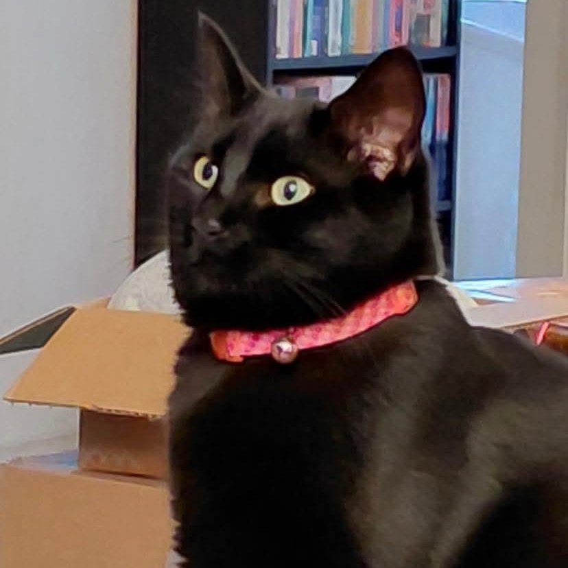 Eclipse, a Adoptable Domestic Short Hair in Gladstone, OR image 2/6