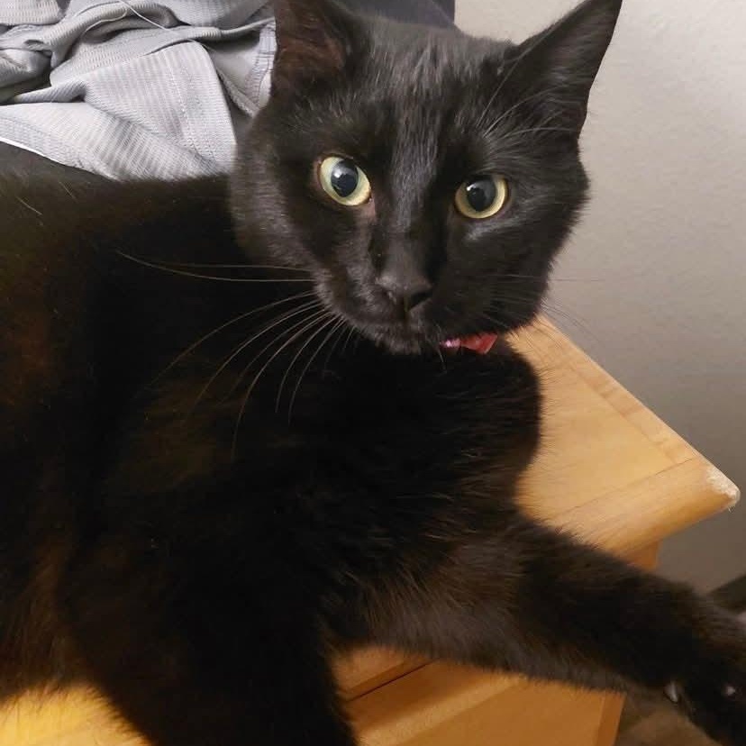 Eclipse, a Adoptable Domestic Short Hair in Gladstone, OR image 5/6