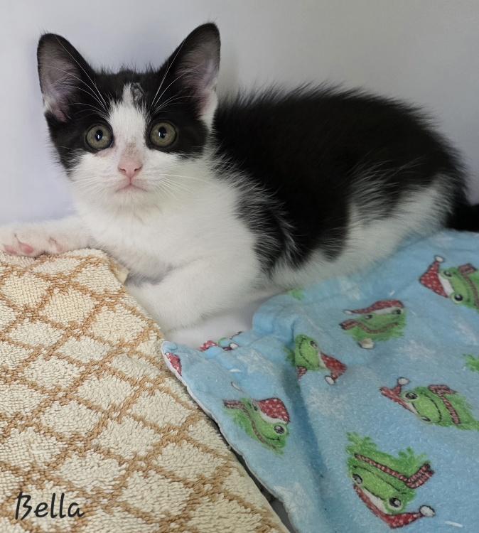 Enlarge Bella, an adopted Domestic Short Hair in Key Largo, FL image 2/2