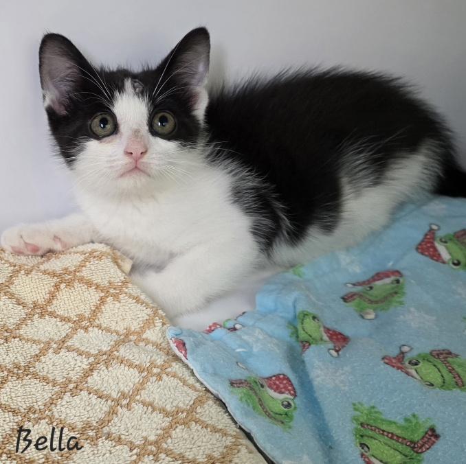 Enlarge Bella, an adopted Domestic Short Hair in Key Largo, FL image 1/2