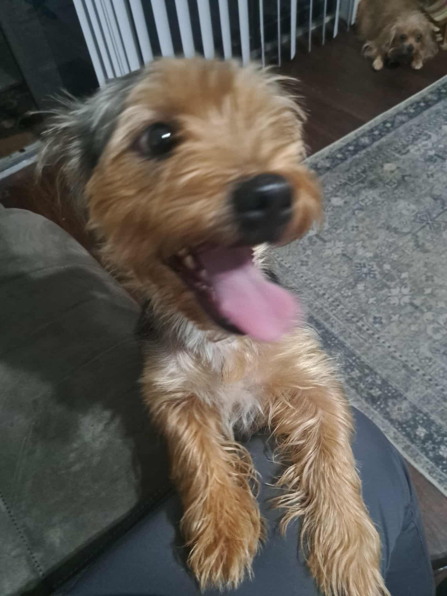 Dog for adoption - Ziggy, a Yorkshire Terrier Mix in Seabrook, NH ...