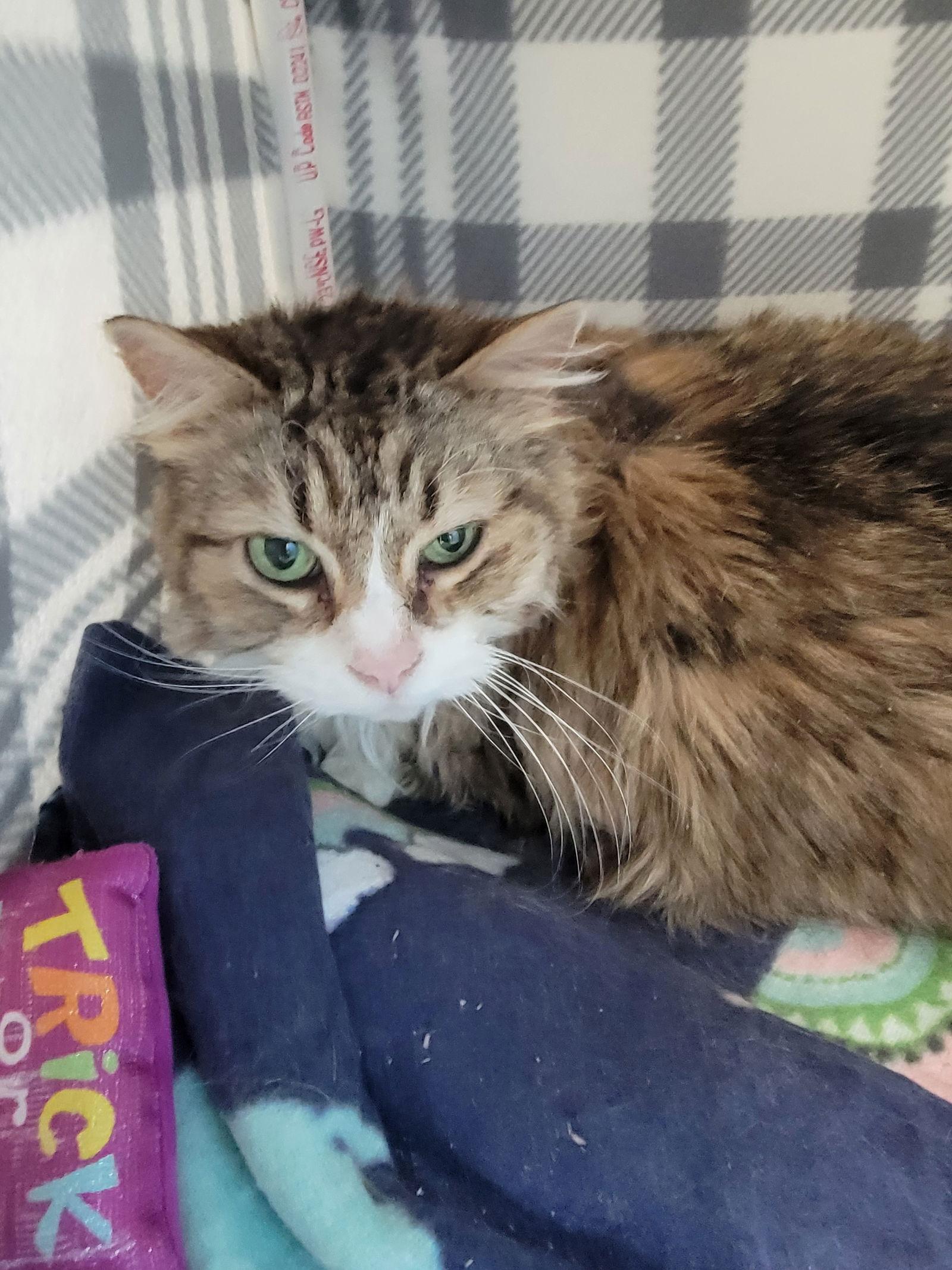 Muffin, Adoptable, Young Female Domestic Long Hair & Tabby.