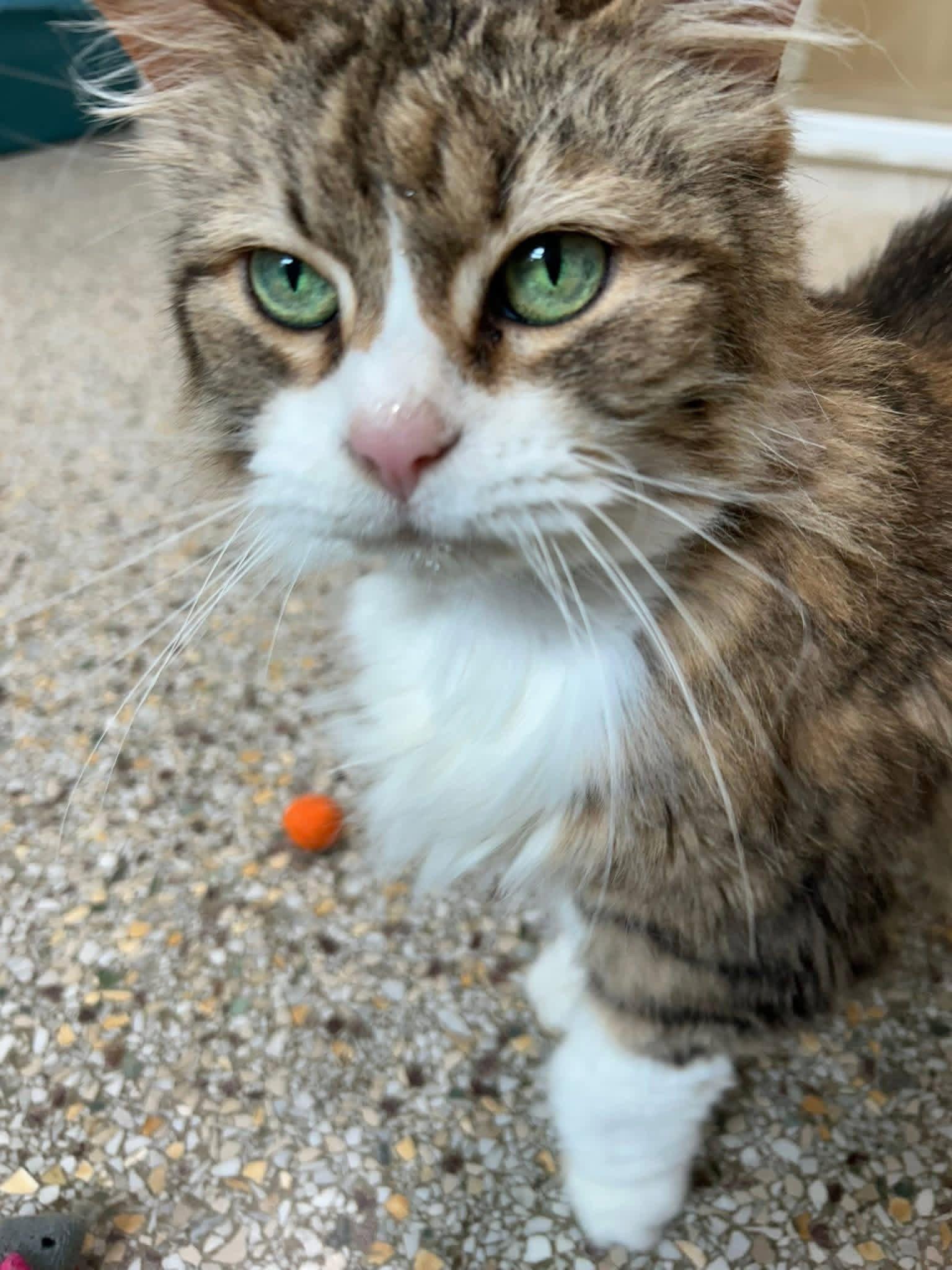 Muffin, Adoptable, Young Female Domestic Long Hair & Tabby.