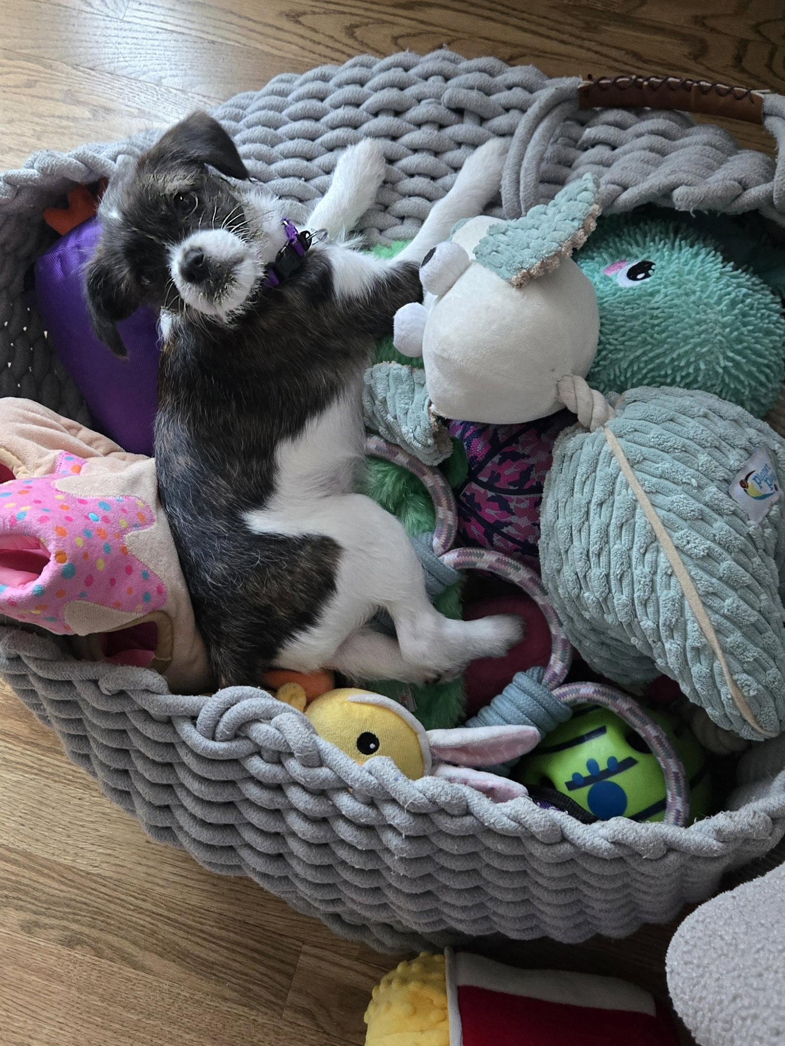 Kaya, a Adopted mixed breed in Oakhurst, NJ image 2/3