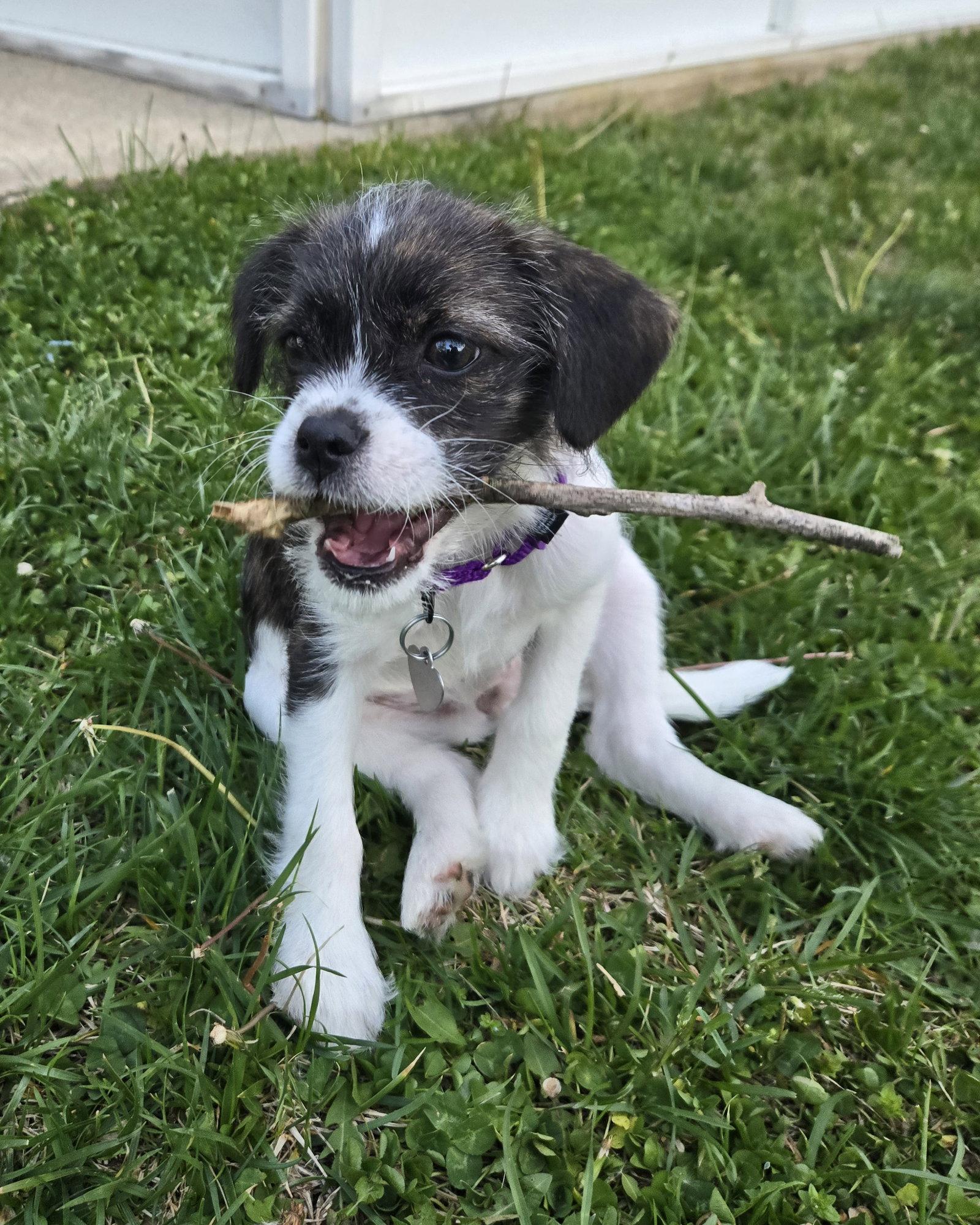 Kaya, a Adopted mixed breed in Oakhurst, NJ image 3/3