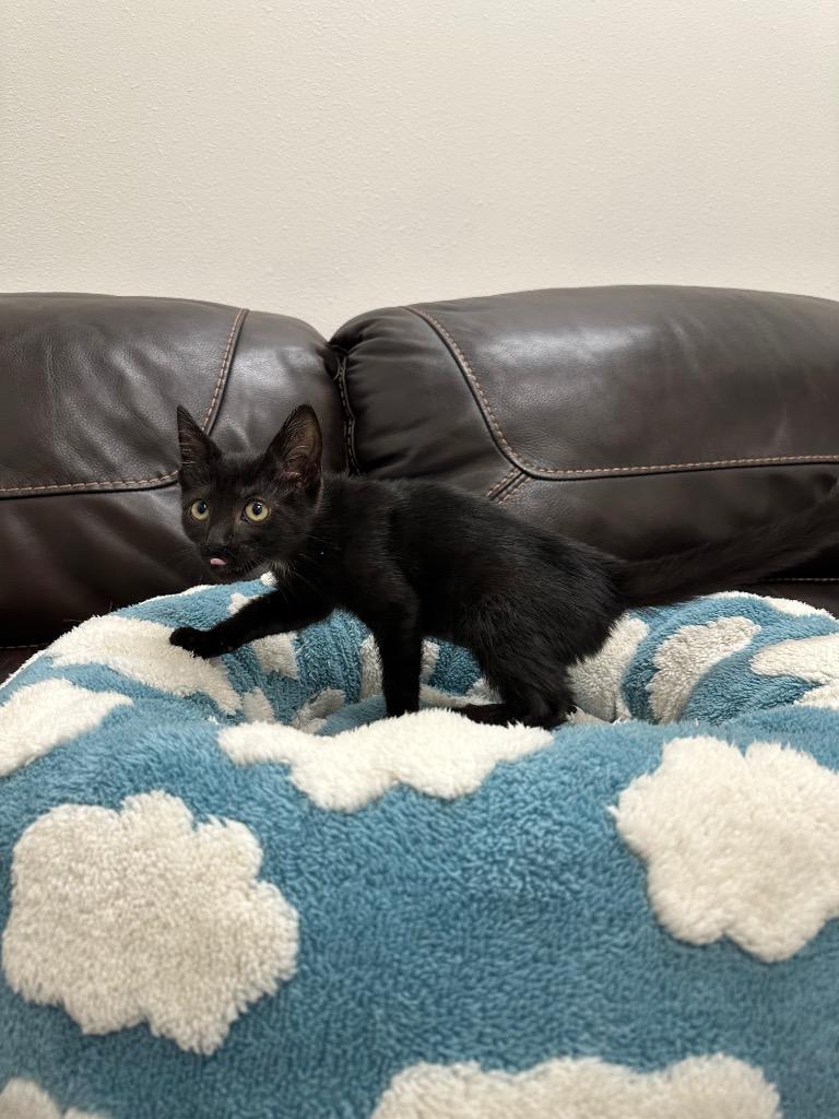 Jacqueline @PetSmart Walker Rd, Adoptable, Kitten Female Domestic Short Hair.