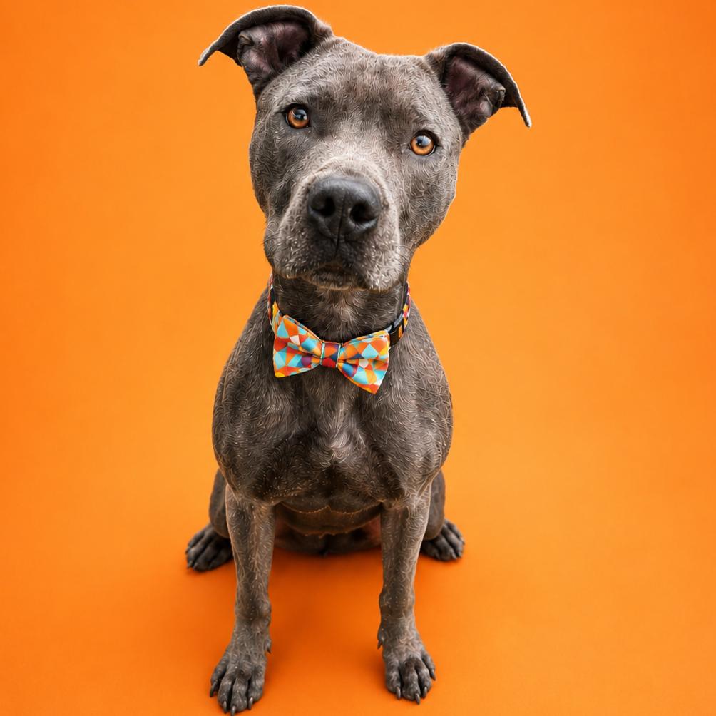 Rodney, Adoptable, Adult Male Pit Bull Terrier & Mixed Breed.