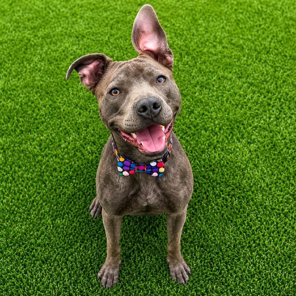 Enlarge Rodney, a Adoptable mixed breed in Binghamton, NY image 3/6