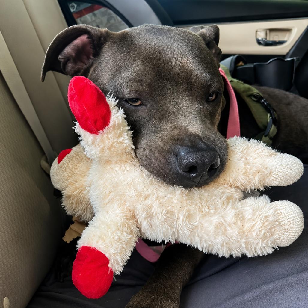 Enlarge Rodney, a Adoptable mixed breed in Binghamton, NY image 5/6