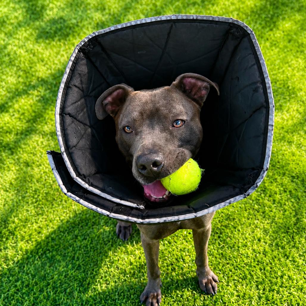 Enlarge Rodney, a Adoptable mixed breed in Binghamton, NY image 6/6