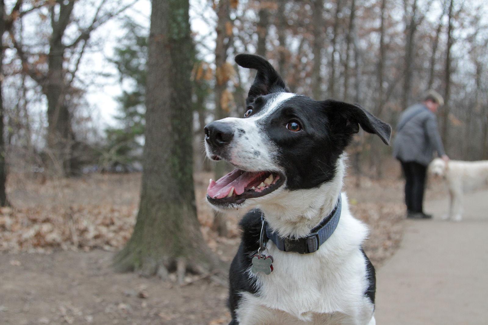 Sasuke, Adoptable, Adult Male Border Collie.