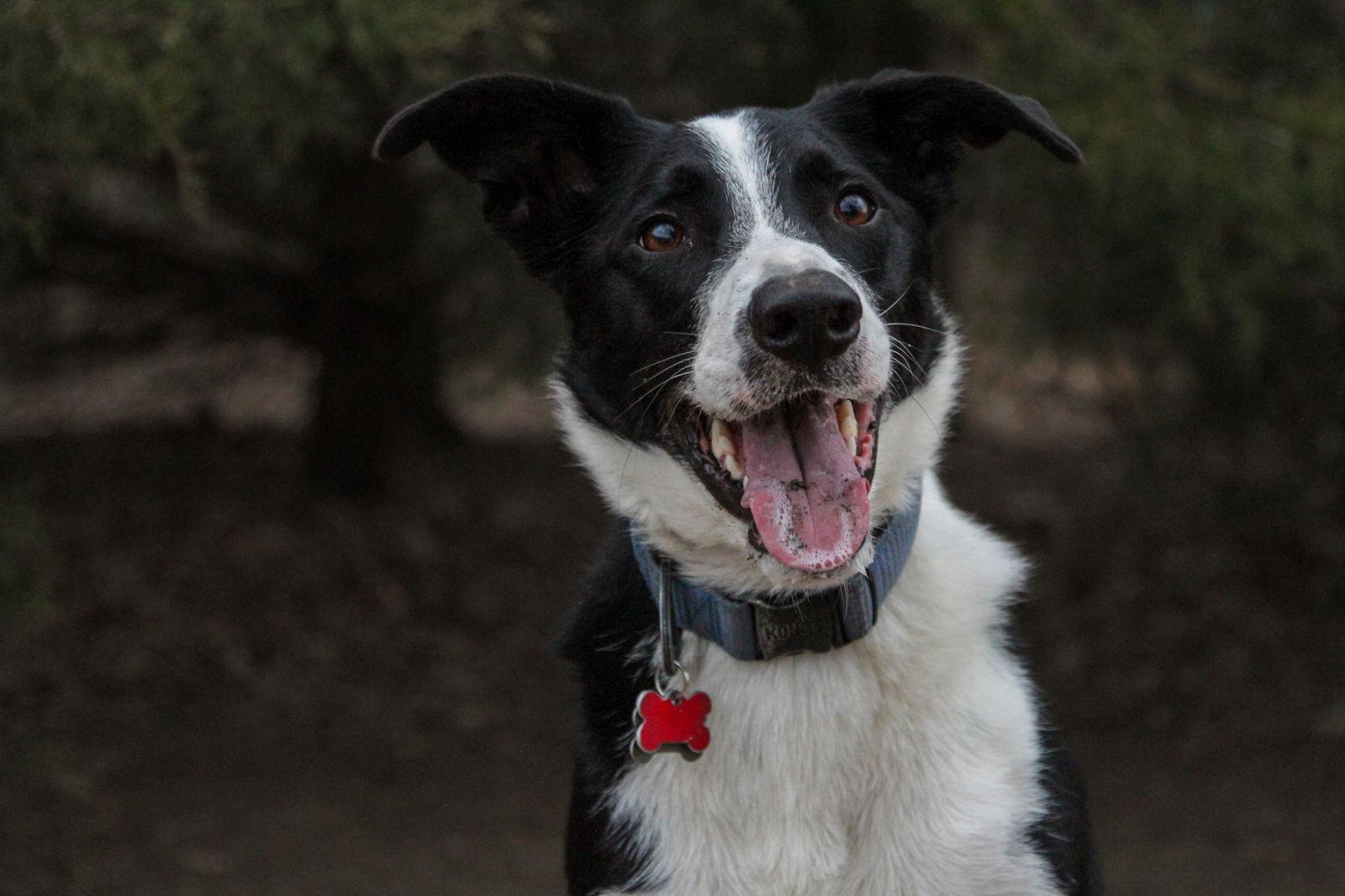Enlarge Sasuke, a Adoptable Border Collie in Kansas City, MO image 2/3