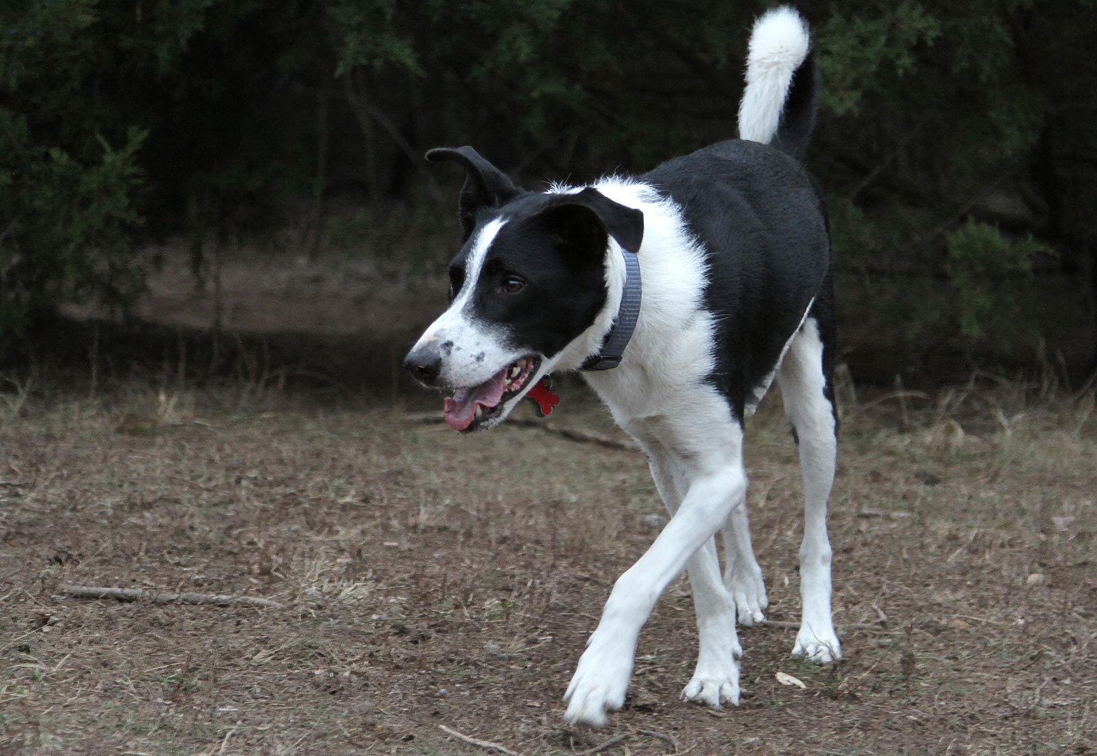 Enlarge Sasuke, a Adoptable Border Collie in Kansas City, MO image 3/3