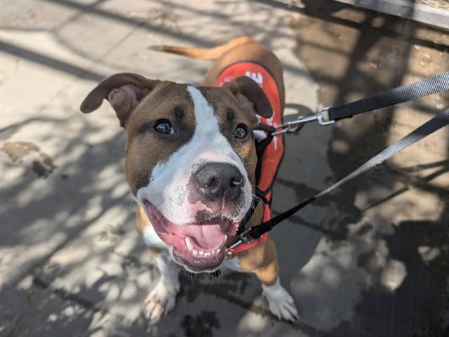 Enlarge PUPALITO, a Adoptable American Bulldog in Phoenix, AZ image 1/1