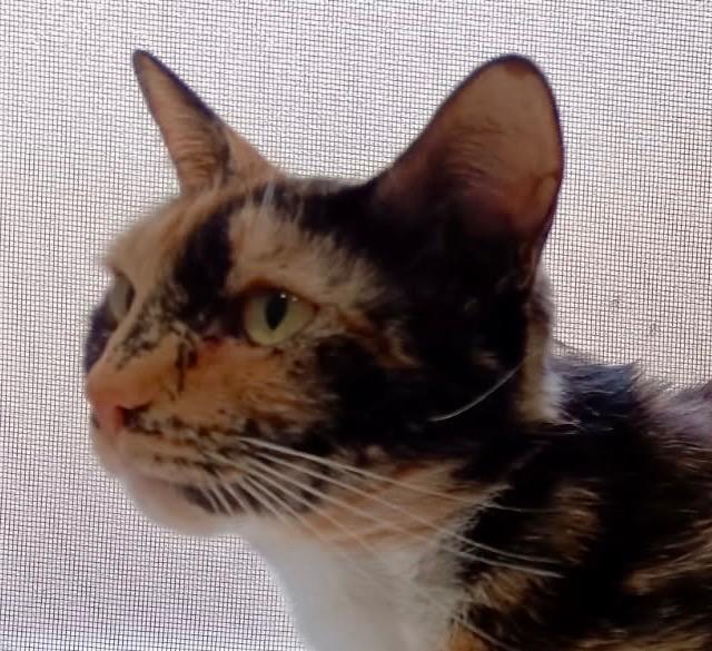 Enlarge Lulu, a Adoptable mixed breed in New York, NY image 2/5