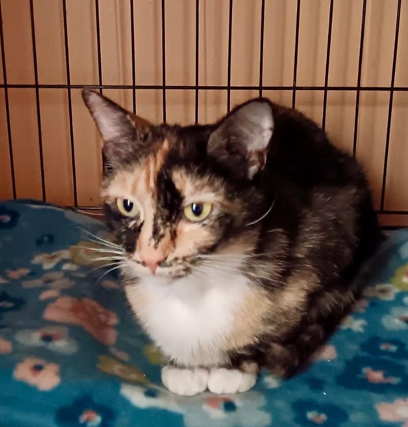 Enlarge Lulu, a Adoptable mixed breed in New York, NY image 3/5