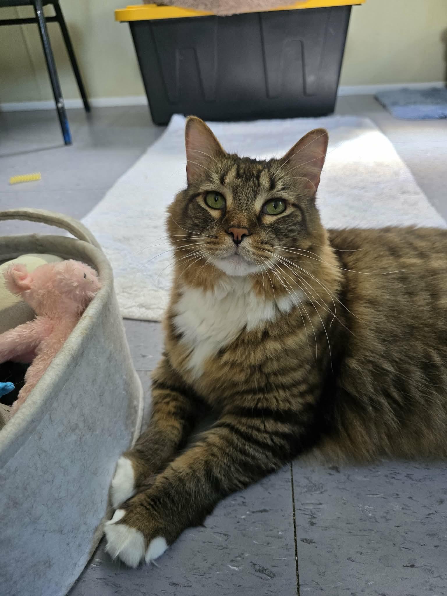 Miko, an adopted Domestic Medium Hair in Umatilla, FL image 3/3