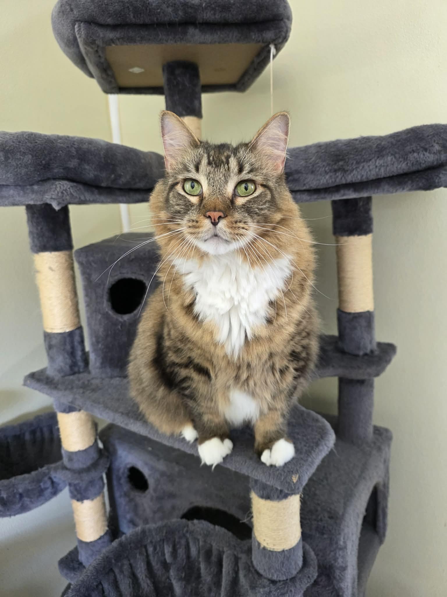 Miko, adopted, Adult Male Domestic Medium Hair.