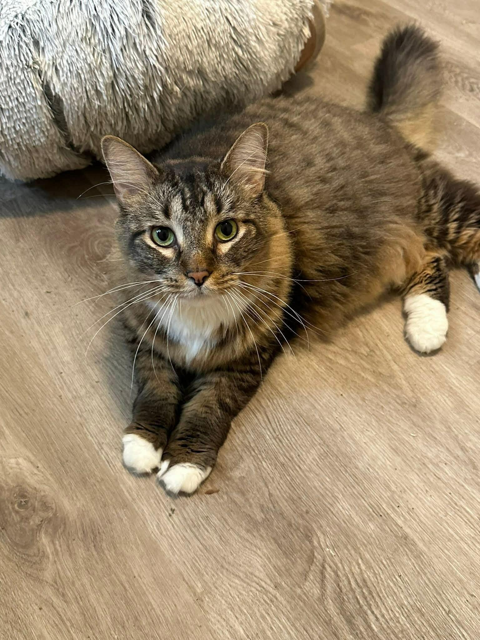 Miko, an adopted Domestic Medium Hair in Umatilla, FL image 2/3