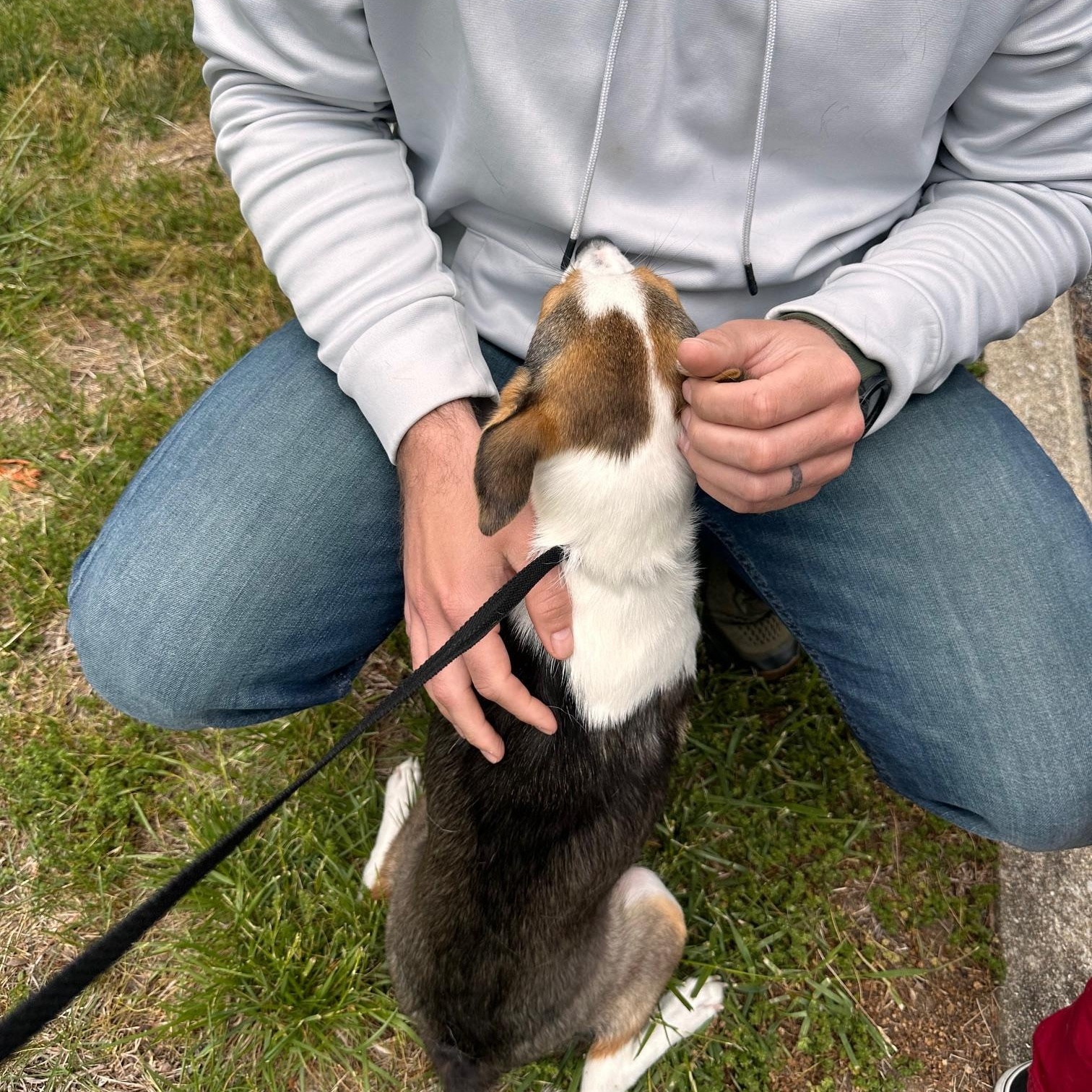 Francis , an adopted mixed breed in St Marys, OH image 4/6