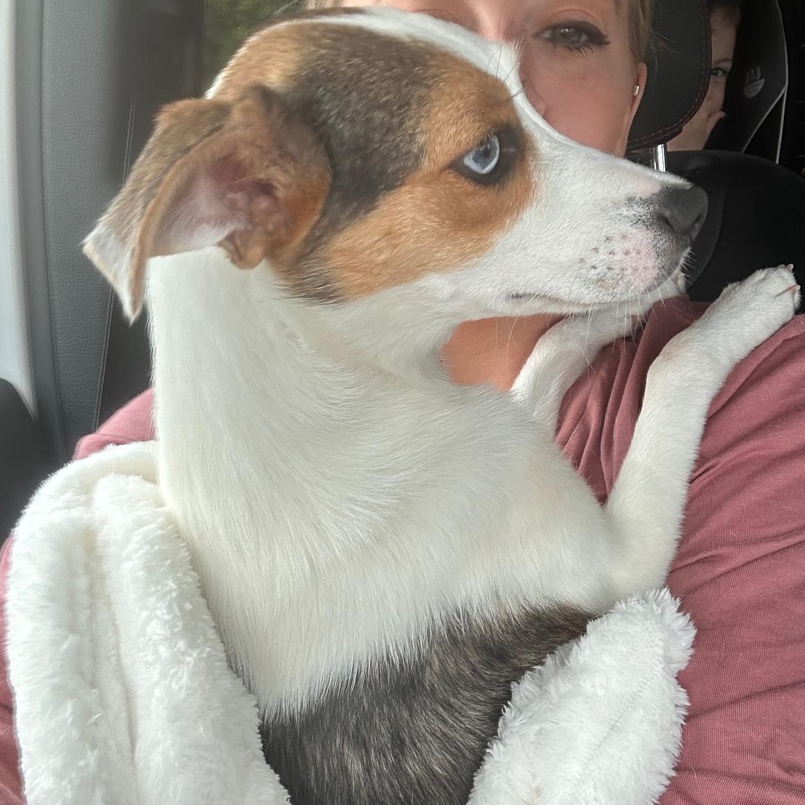 Francis , an adopted mixed breed in St Marys, OH image 3/6