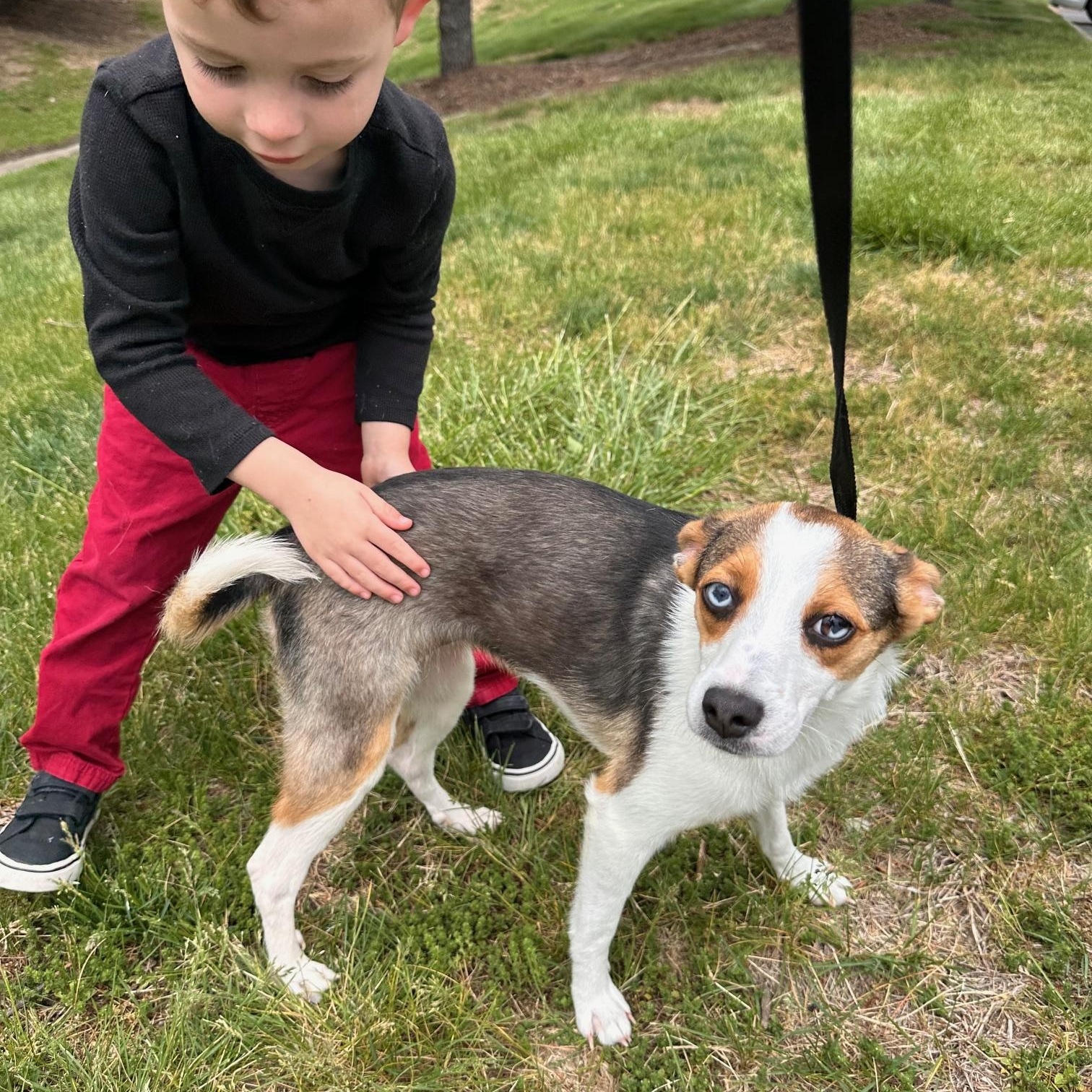 Francis , an adopted mixed breed in St Marys, OH image 5/6