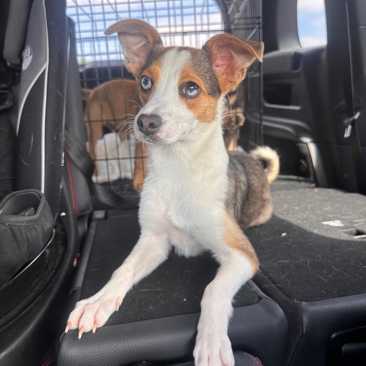 Francis , an adopted mixed breed in St Marys, OH image 1/6