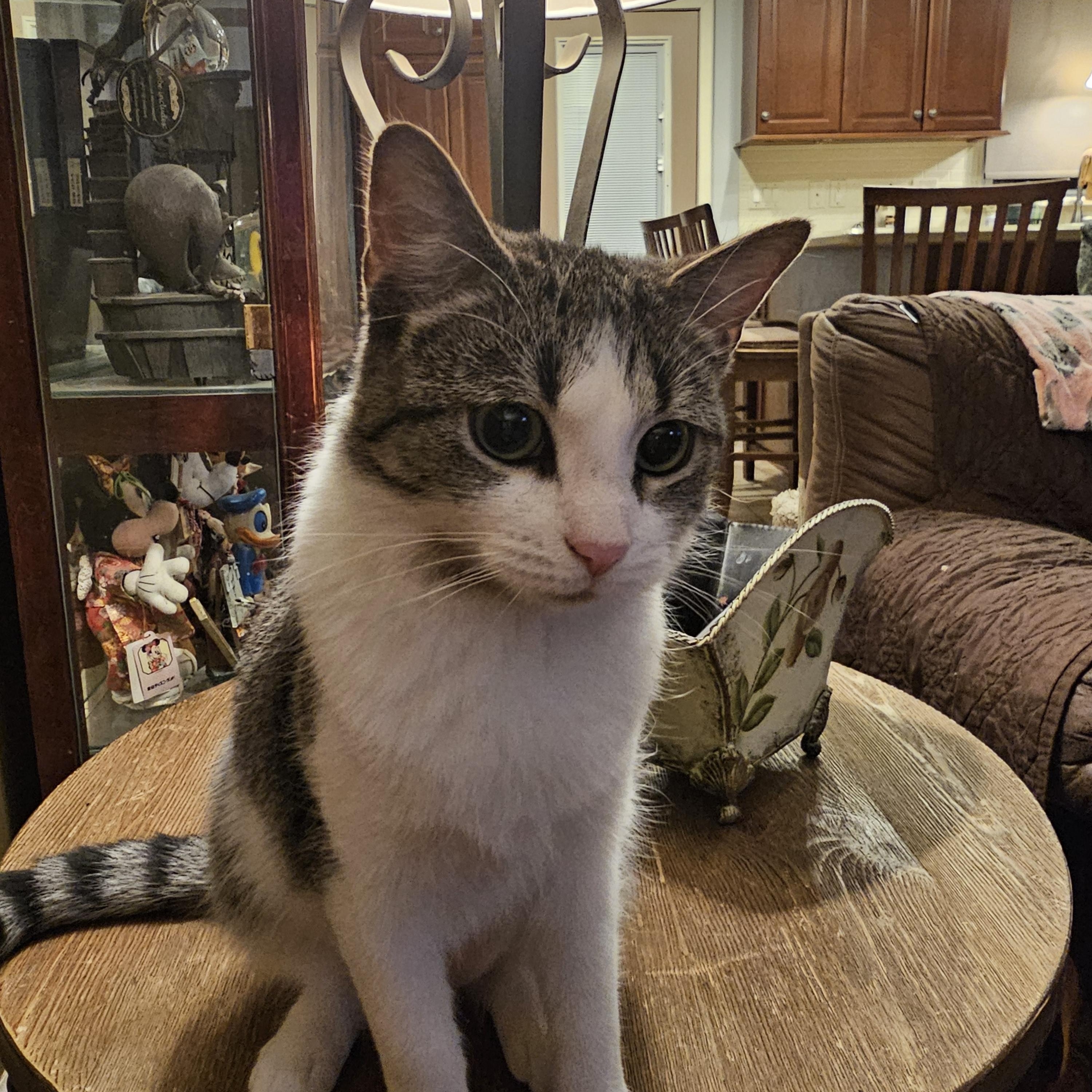 Bluey, a Adoptable Domestic Short Hair in Watchung, NJ image 2/2