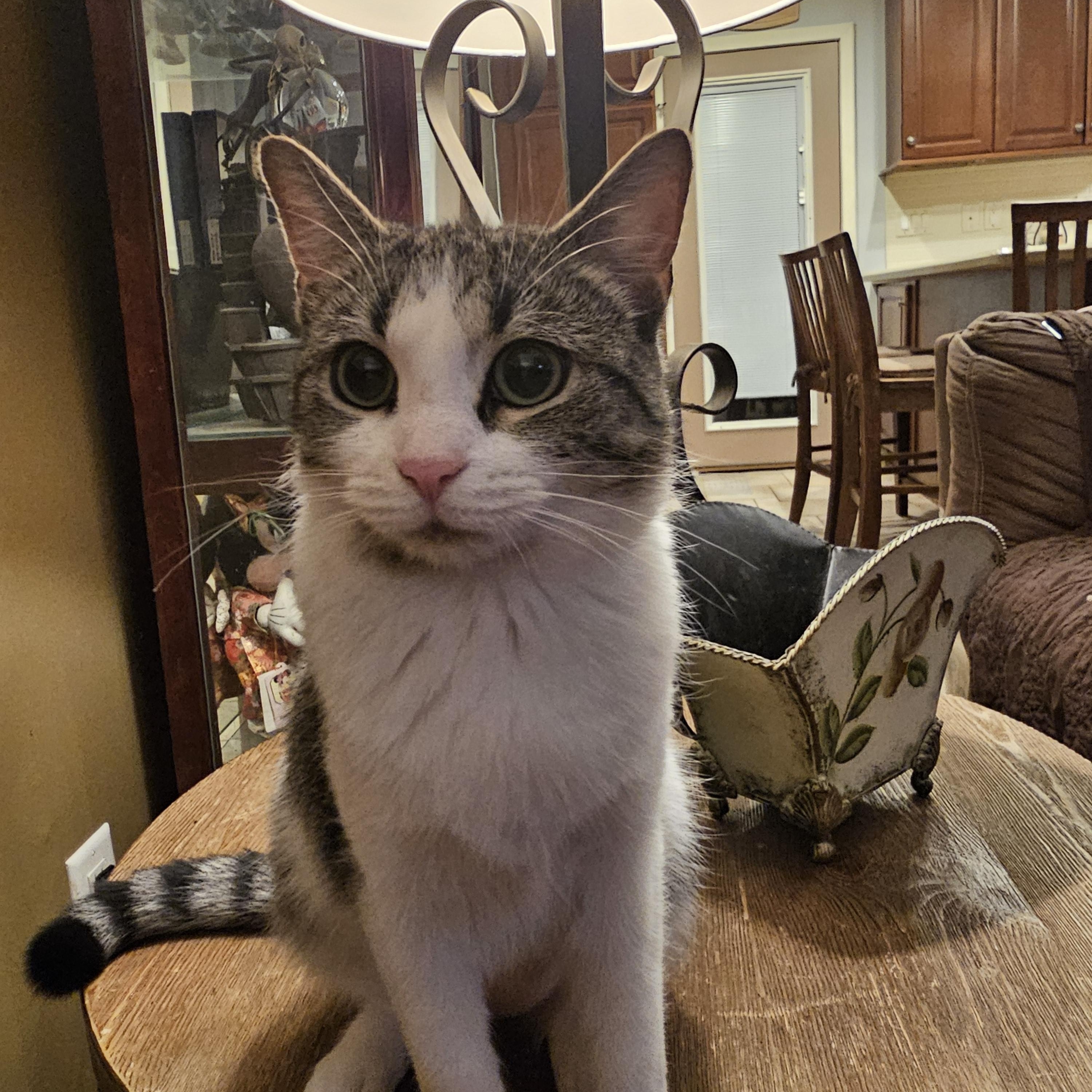 Bluey, Adoptable, Young Female Domestic Short Hair.