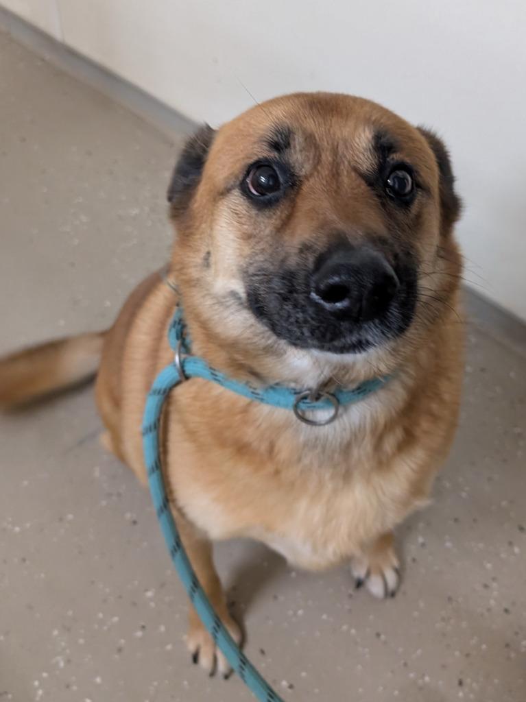 Gypsee, Adoptable, Adult Female Mixed Breed.