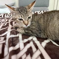 Linda, Adoptable, Young Female Domestic Short Hair.