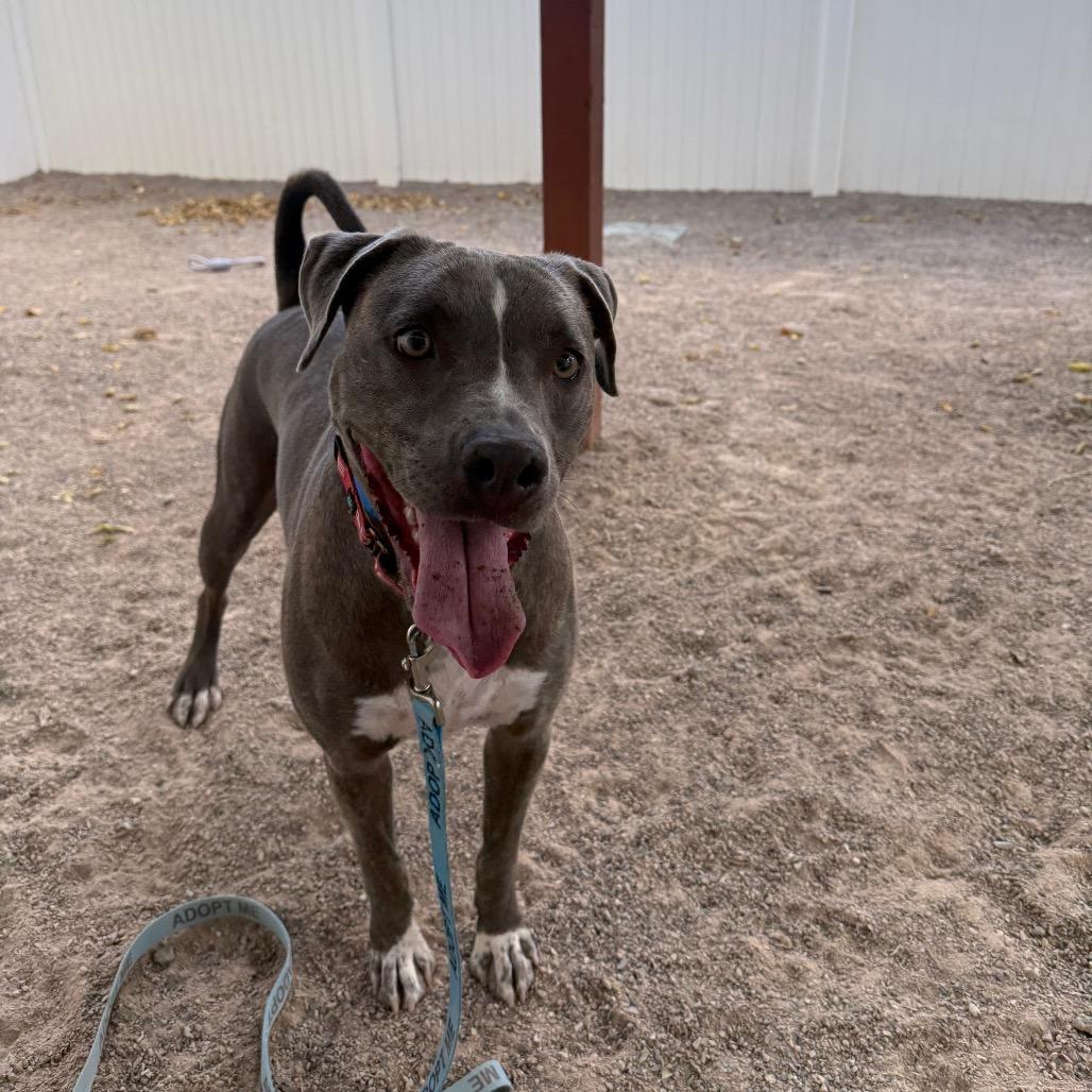 Hibiscus, Adoptable, Adult Male American Staffordshire Terrier & Labrador Retriever.