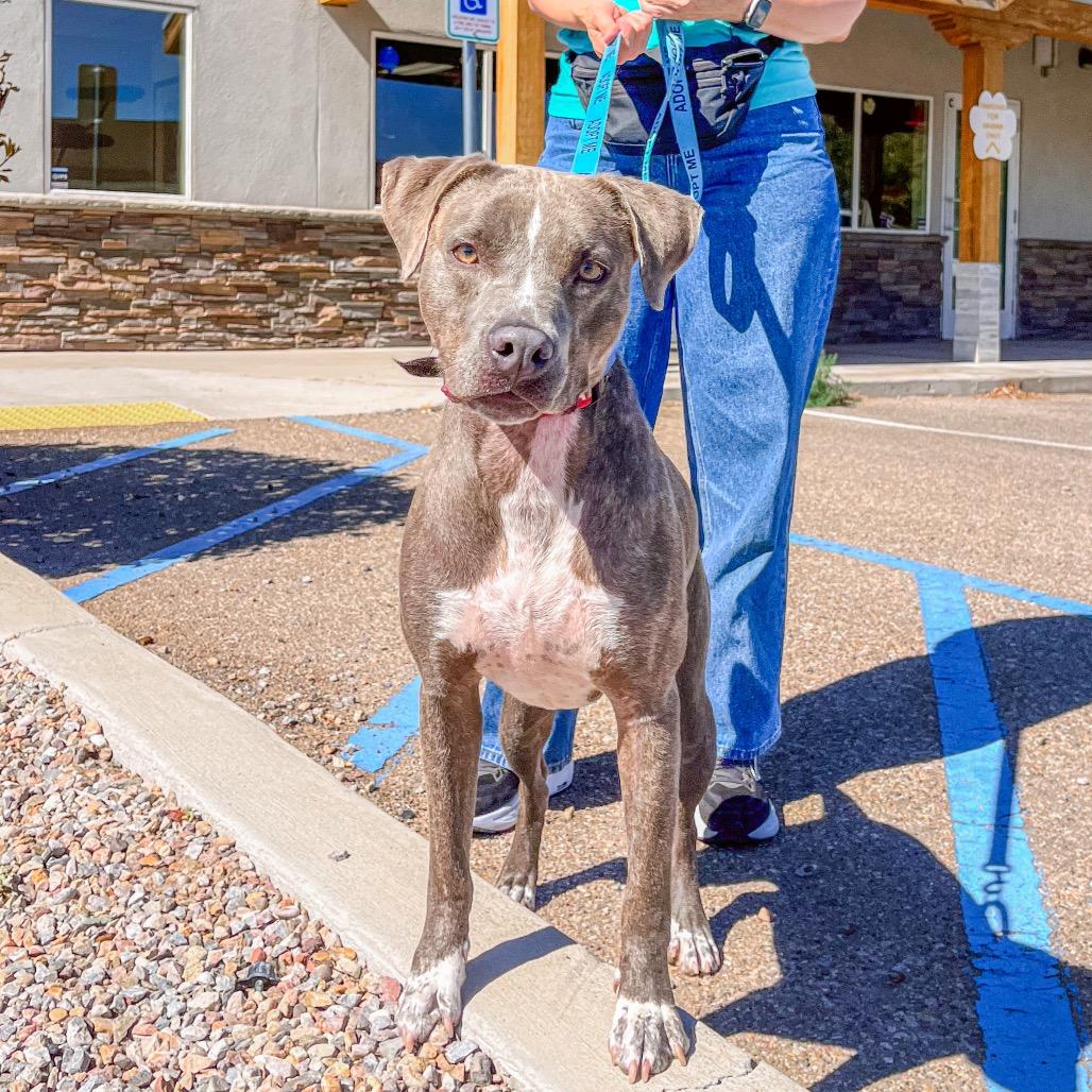 Enlarge Hibiscus, a Adoptable mixed breed in Albuquerque, NM image 2/5