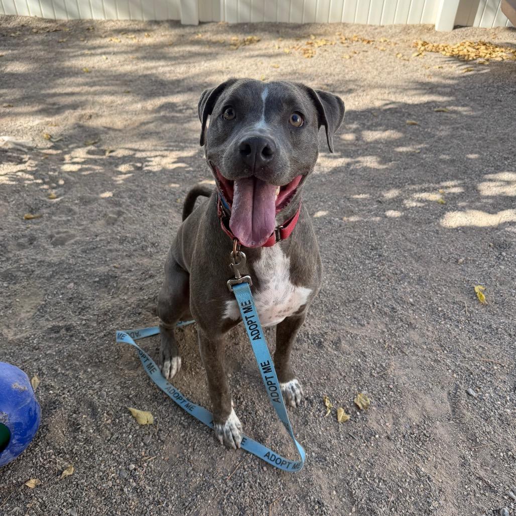 Enlarge Hibiscus, a Adoptable mixed breed in Albuquerque, NM image 3/5