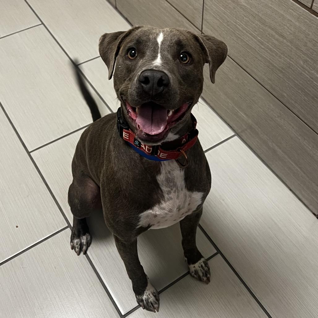 Enlarge Hibiscus, a Adoptable mixed breed in Albuquerque, NM image 4/5