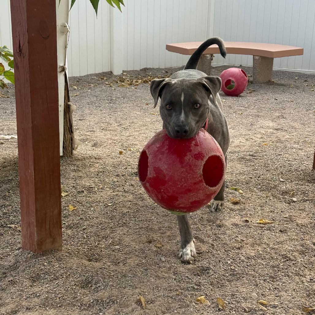 Enlarge Hibiscus, a Adoptable mixed breed in Albuquerque, NM image 5/5